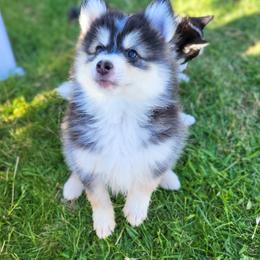 Pomsky Puppies from Nebula Ranch Pomskies