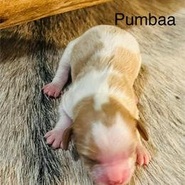 Pumbaa - Blenheim male Cavapoo puppy in Miami, Oklahoma from BriarCreek Cavapoos