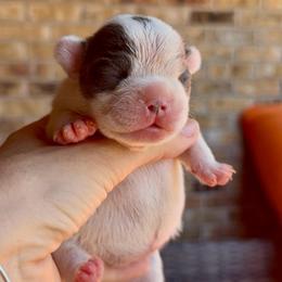 Blue Pied Female - AKC French Bulldog - Blue female French Bulldog puppy in Gulf Breeze, Florida from SW Frenchies