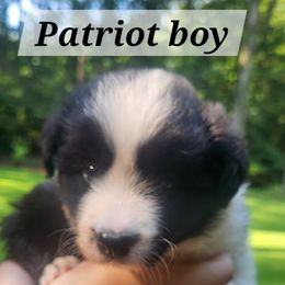 Patriot - Black and white male Border Collie puppy in Powder Springs, Georgia from Snowbird Border Collies