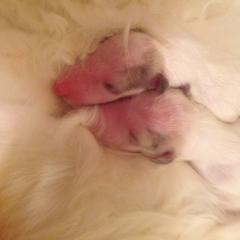 Borzoi Puppies from Borzoi on Konza Prairie