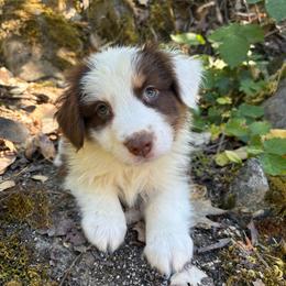 Elliot - Red tri-color male Australian Shepherd puppy in Grants Pass, Oregon from Carmel Mountain Aussies