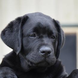 Labrador Retrievers from Tamerlane Labradors