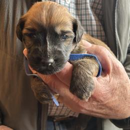 Wyatt (Blue collar) - Wheaten male Soft Coated Wheaten Terrier puppy in Cody, Wyoming from Yellowstone Breeders