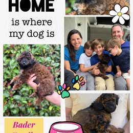 Gus - Sable male Poodle puppy in Dallas, Texas from Infinity Poodles