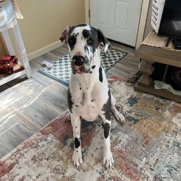 Great Danes from Terry Udy's Great Danes