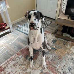 Great Danes from Terry Udy's Great Danes