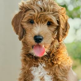 Lewis - Red  male Goldendoodle puppy in Meridian, Idaho from Table Rock Legacy Doodles