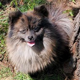 Jellybean - Pomeranian