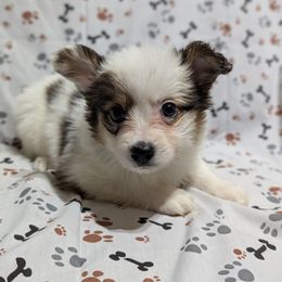 Spicy girl - White black and tan female Papillon puppy in Joshua, Texas from Summertime Kennels