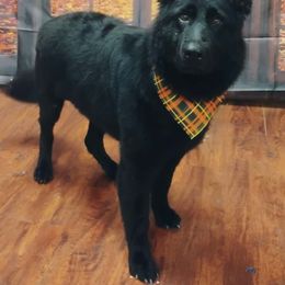 Ember - German Shepherd