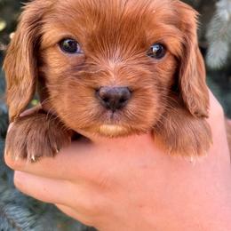 Anthony - Ruby male Cavalier King Charles Spaniel puppy in Caldwell, Idaho from Treasure Valley Poodles