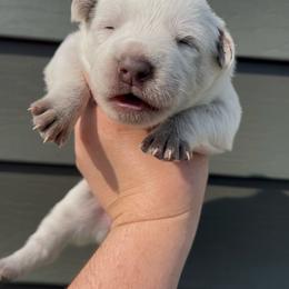 Ariel - Red speckled female Australian Cattle Dog puppy in Floyd, Virginia from Southern Charm Heelers