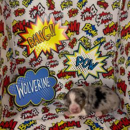 Wolverine - Blue merle male Miniature American Shepherd puppy in Thomasville, North Carolina from TaraFox Miniature American Shepherds