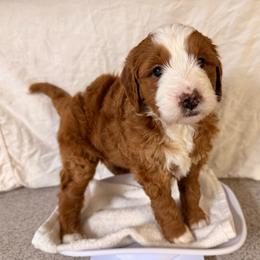 Holly - Red female Bernedoodle puppy in Irmo, South Carolina from Palmetto Bernedoodles Boutique