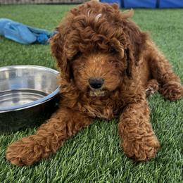 Goldendoodle Puppies from Anna Liu