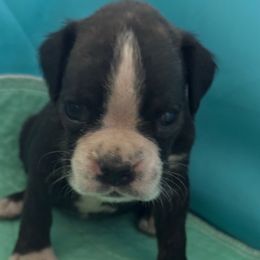 Caesar - Brindle male Boxer puppy in Briggs, Texas from Dark Horse Boxers