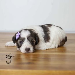 Snickers - Liver female Miniature Schnauzer puppy in Diamond Valley, Utah from JoJo's Schnauzers