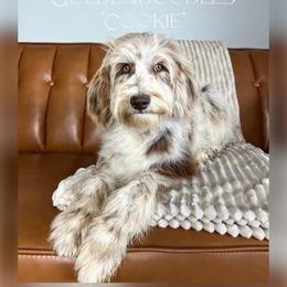Cookie - Goldendoodle