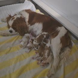 Boy 3 - Blenheim male Cavalier King Charles Spaniel puppy in Moreno Valley, California from Chris & Katie Cavaliers