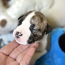 Stefan - Brown brindle American Staffordshire Terrier puppy in Lizella, Georgia from Aĩne Amstaffs