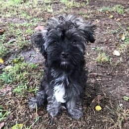 Bella - Havanese