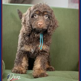 Farquad - Brown and tan male Cockapoo puppy in Connersville, Indiana from Deaz Doodle Ranch