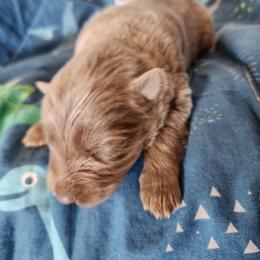 Jellybean - Isabella female German Shepherd puppy in Los Lunas, New Mexico from Mali's German Shepherds LLC