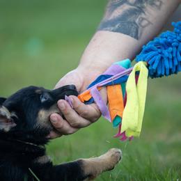 German Shepherd Puppies from Di Massimo Canile