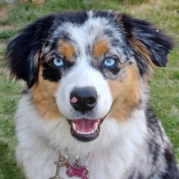 Mazy - Miniature American Shepherd