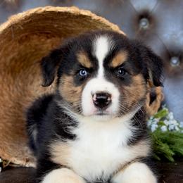 Tinslee- Has Tail and Videos - Black tri-color female Australian Shepherd puppy in Troy, South Carolina from Lana Corley- Australian Shepherds of 3/W Farms