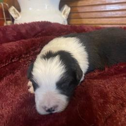 Boy 5 - Black and white male Border Collie puppy in Lakeview, Michigan from Haven Creek Farm