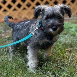 Rocky - Salt and pepper male Miniature Schnauzer puppy in College Park, Maryland from Canteranos pups