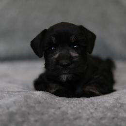 Aurelia - Black and silver female Miniature Schnauzer puppy in Tremonton, Utah from Rocky Mountain Schnauzer