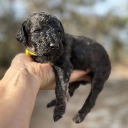 Zoey - Brindle female Poodle puppy in Spring Hills, Florida from The Olympus Standard Poodle