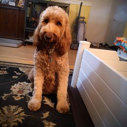 Kiko - Goldendoodle