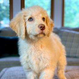 Suzuki 'Suki' - Cream female Goldendoodle puppy in Dayton, Ohio from Perks Court Doodles