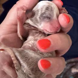 Girl 2 - female Chihuahua puppy in Massachusetts, Massachusetts from Boston Chi Chis