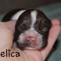 Angelica - Brown and white female Cocker Spaniel puppy in Perry, Arkansas from Parker's Cockapoos