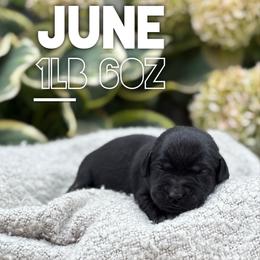June - Black female Labrador Retriever puppy in Puyallup, Washington from 12 Door Farm Labradors