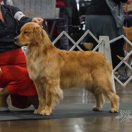 Golden Retriever Puppies from Canyon Ridge Goldens