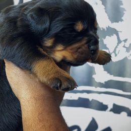 Rottweiler Puppies from MMG Rottweilers