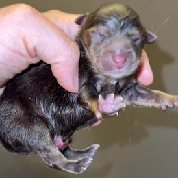 Preacher - Red tri male Miniature Australian Shepherd puppy in Patterson, North Carolina from DreamLine Aussies