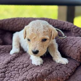 Firecracker - Apricot male Goldendoodle puppy in Wharton, Texas from Little Fur Friends