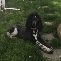 Jewels - Poodle