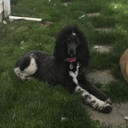 Jewels - Poodle