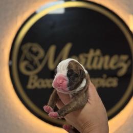 Boy 1 - Fawn male Boxer puppy in Orlando, Florida from Martinez AKC Boxers of Central Florida