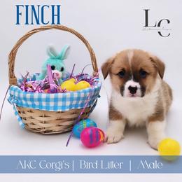 Finch - Red male Pembroke Welsh Corgi puppy in Pine Village, Indiana from NL Horsemanship
