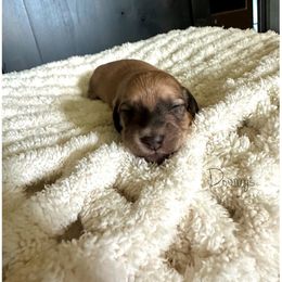 Lima - Cream male Dachshund puppy in Molino, Florida from Dooney's Dachshunds