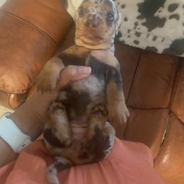 Dachshund Puppies from Capital City Dachshunds